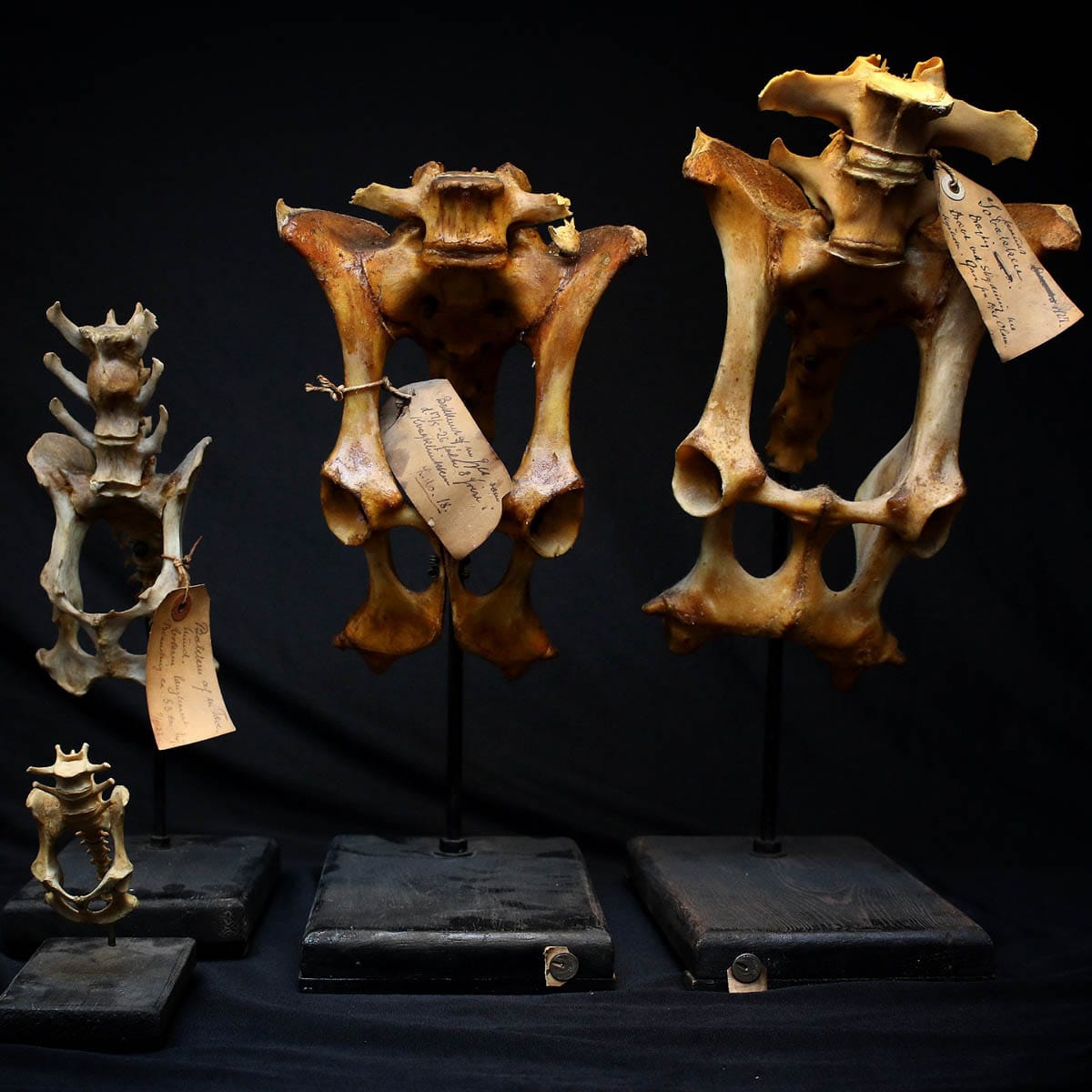 Udstilling på De Veterinære Samlinger i København