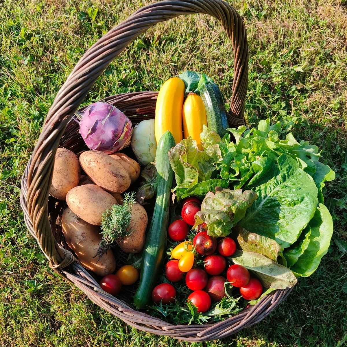 Kurv fyldt med grøntsager