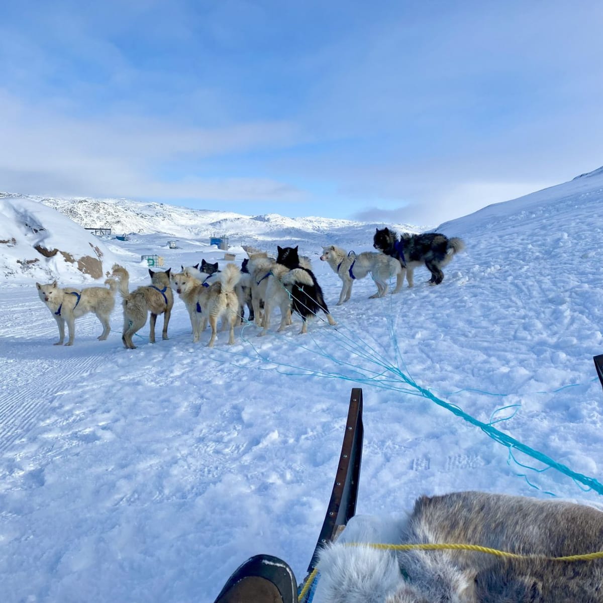 Slædehunde i Grønland