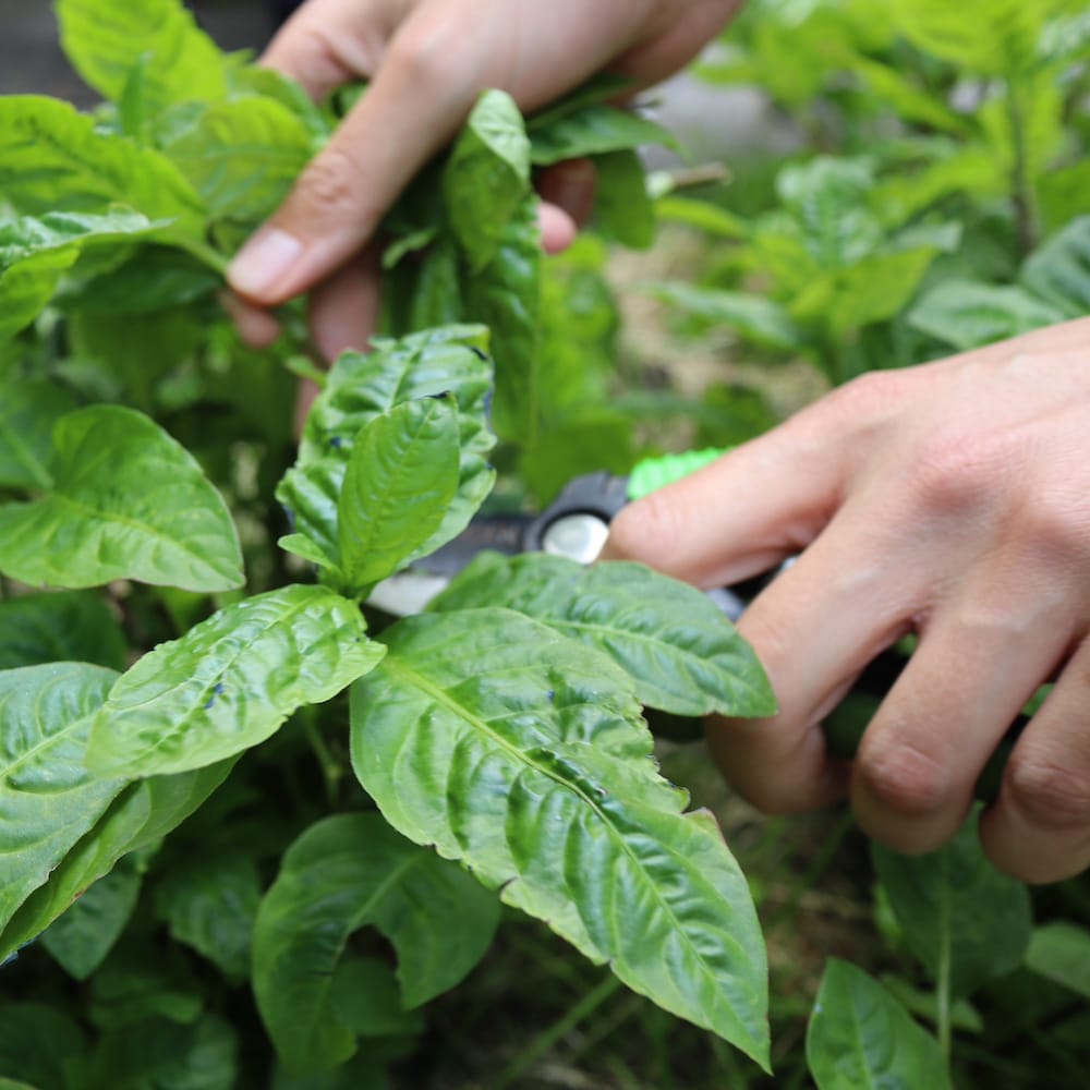 Finde planter til at farve tekstiler med til kursus i plantefarvning