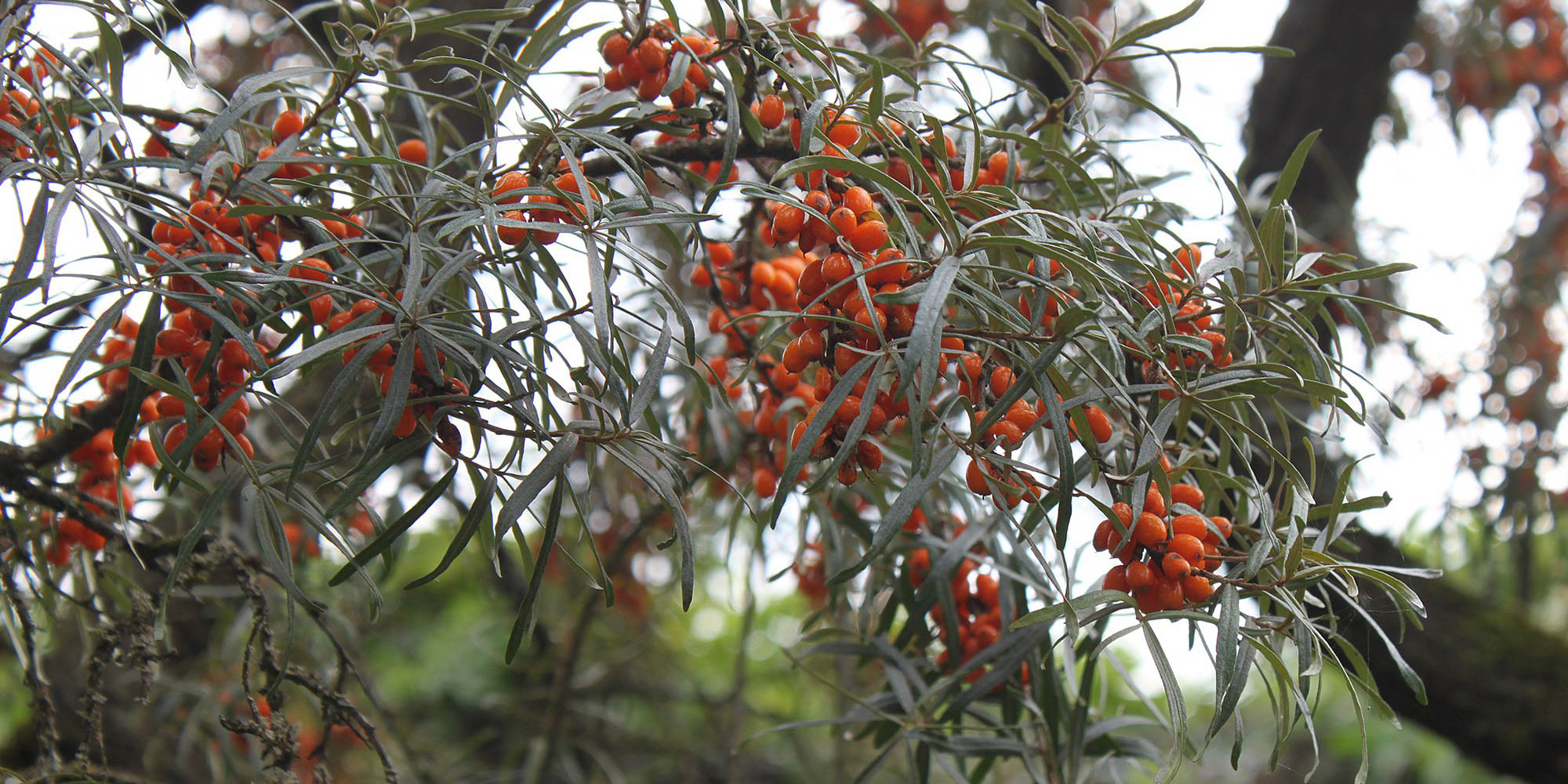 FOF København og Nordsjælland inviterer til sanketur på Amager Fælled