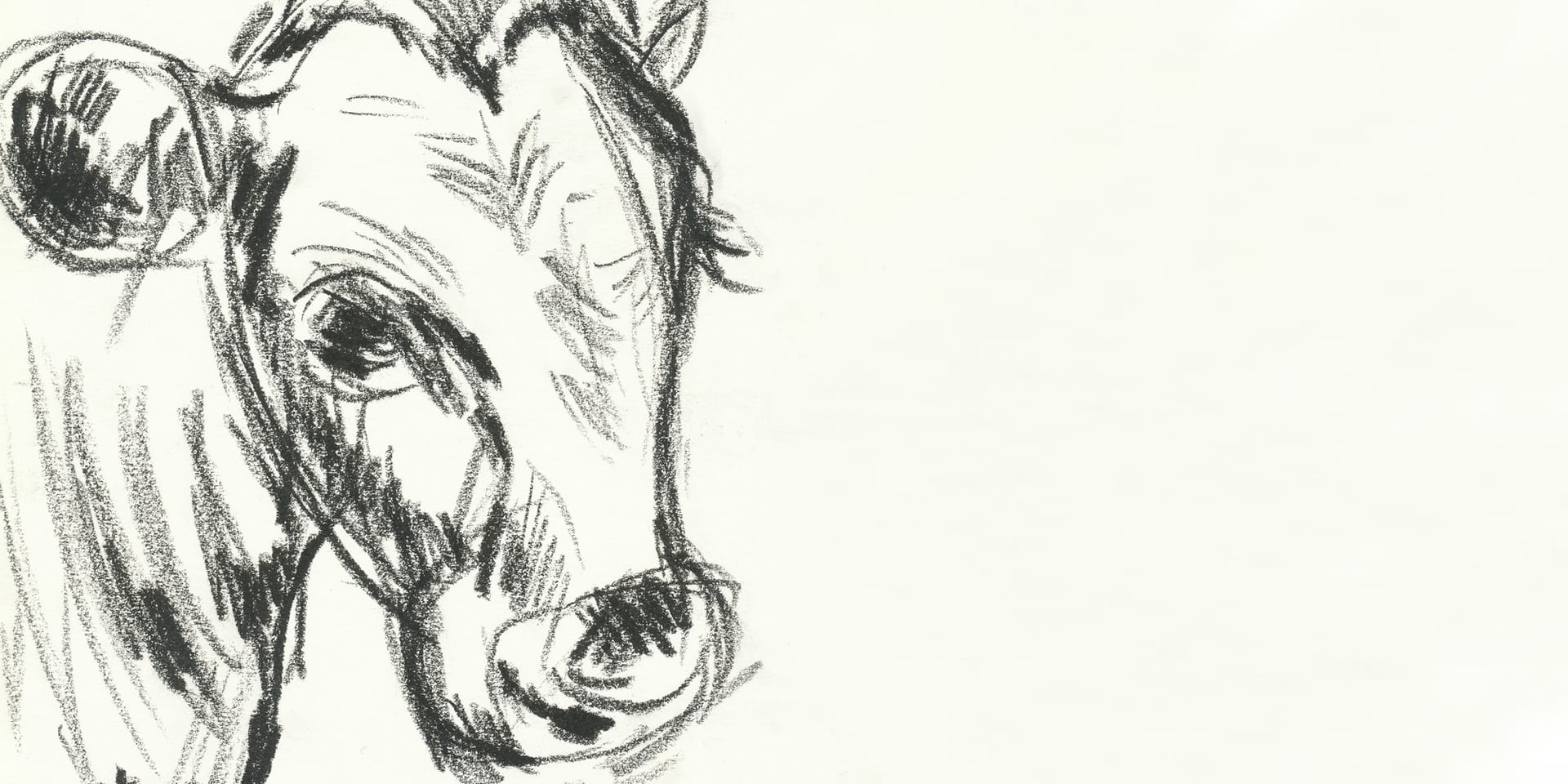 Lær at tegne og male fugle og dyr hos FOF København og Nordsjælland