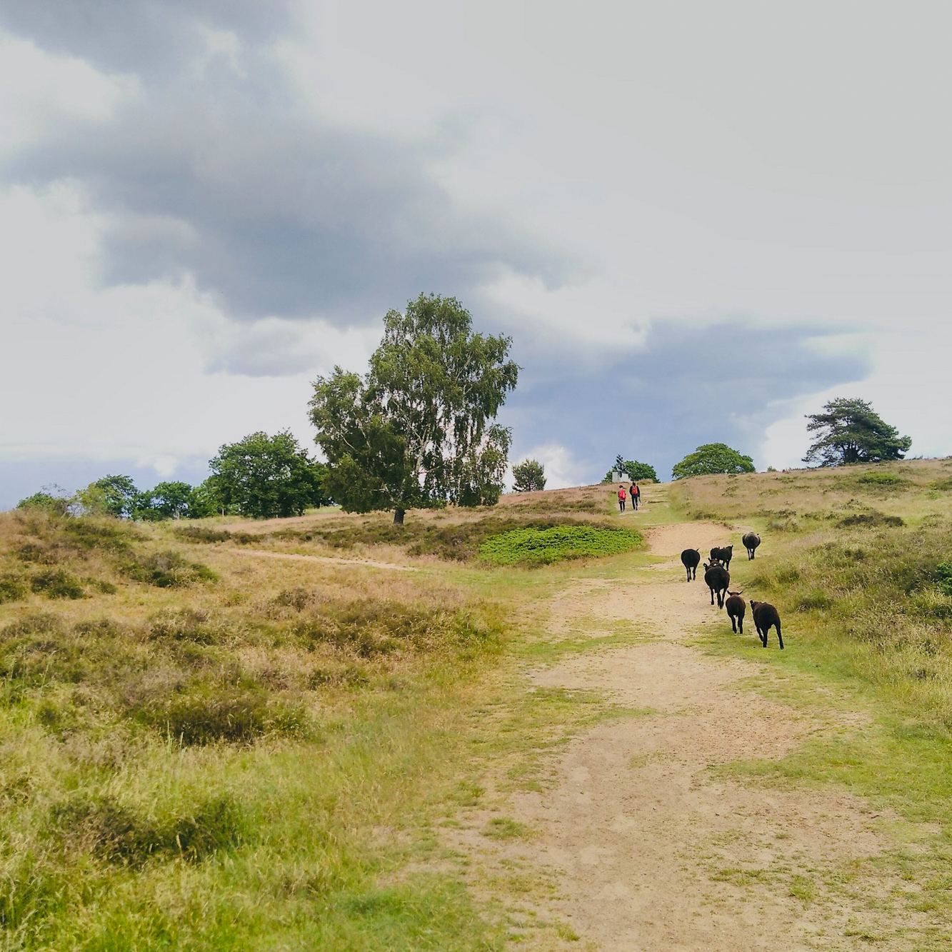 Naturoplevelse på sansesafari – tegnekursus hos FOF København og Nordsjælland