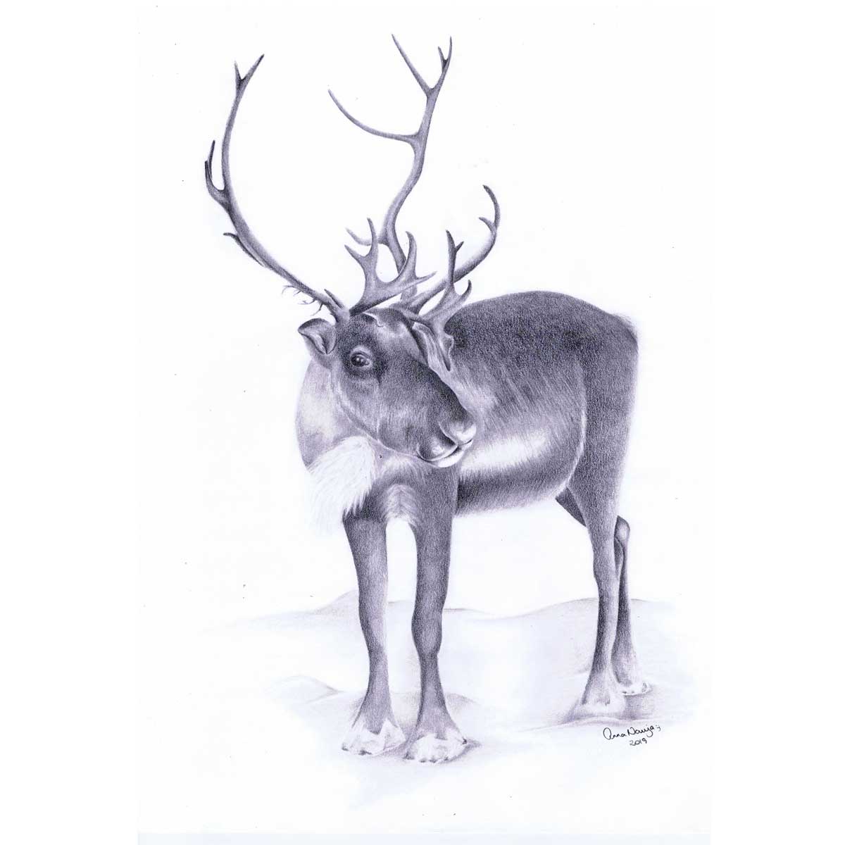 Tegne med Grafit Anne Nauja