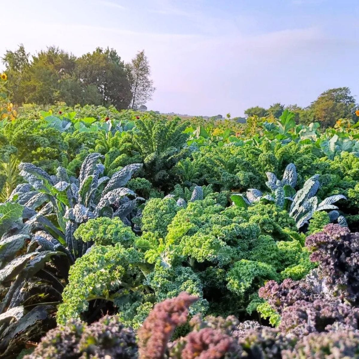 Køkkenhave med masser af palmekål og grønkål