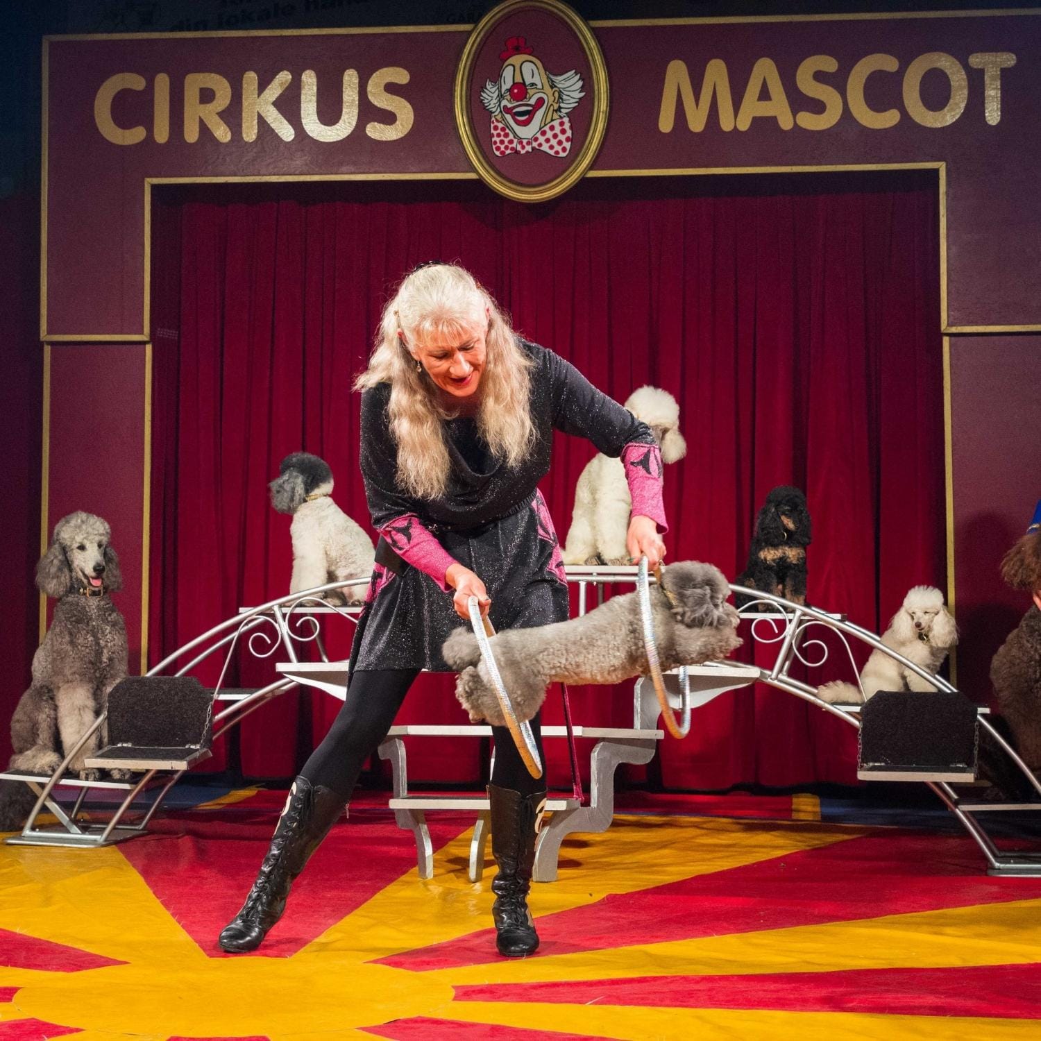 Marianne Deleuran der får en hund til at hoppe igennem ringe i et cirkusnummer i Cirkus Mascot