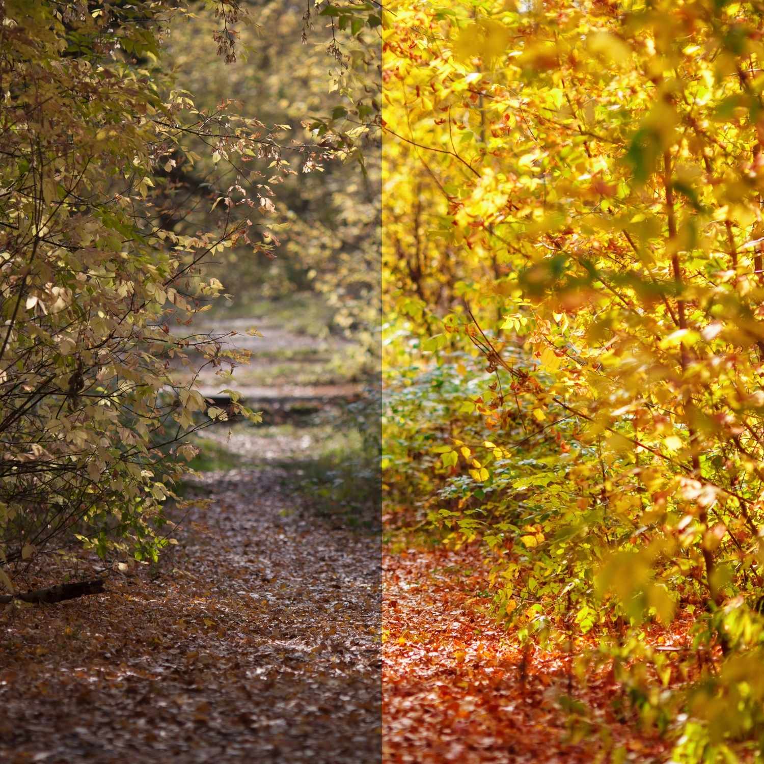 Billede af gullige blade i et skovområde - den ene halvdel af billedet er ikke billedbehandlet - den anden del er