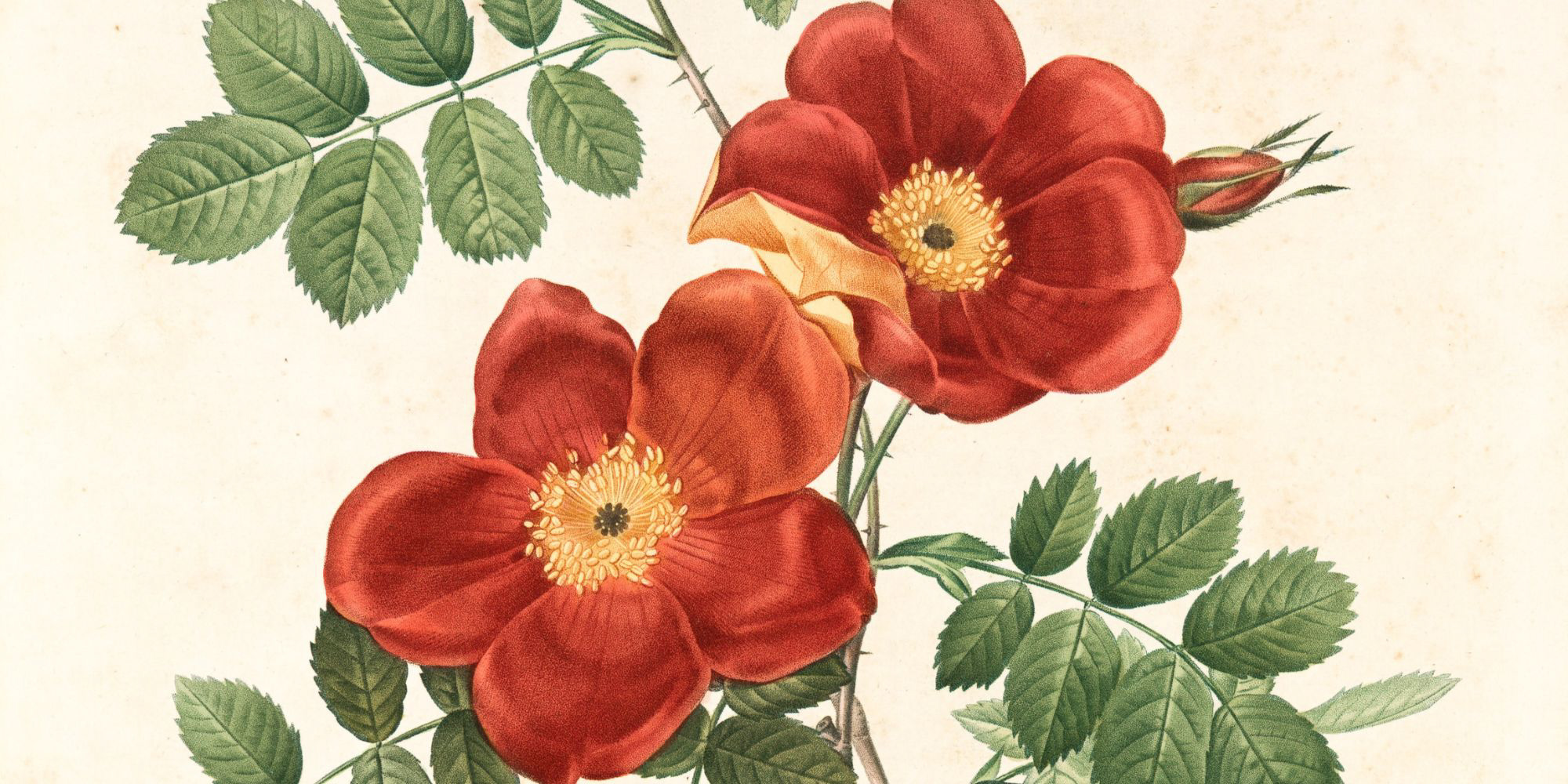 Kursus i naturtegning hos FOF København og Nordsjælland