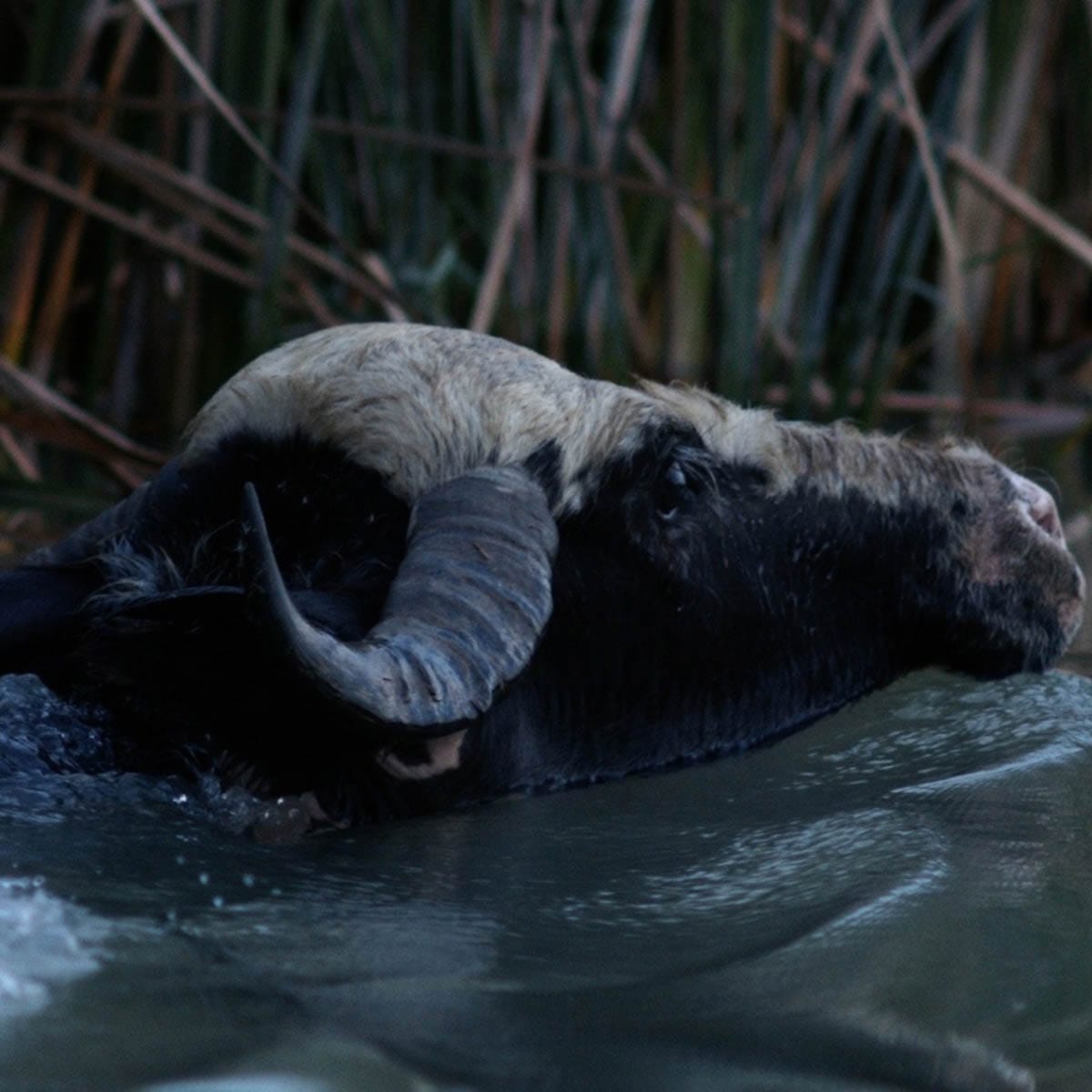 Alia Farid, Film still. Courtesy of the artist
