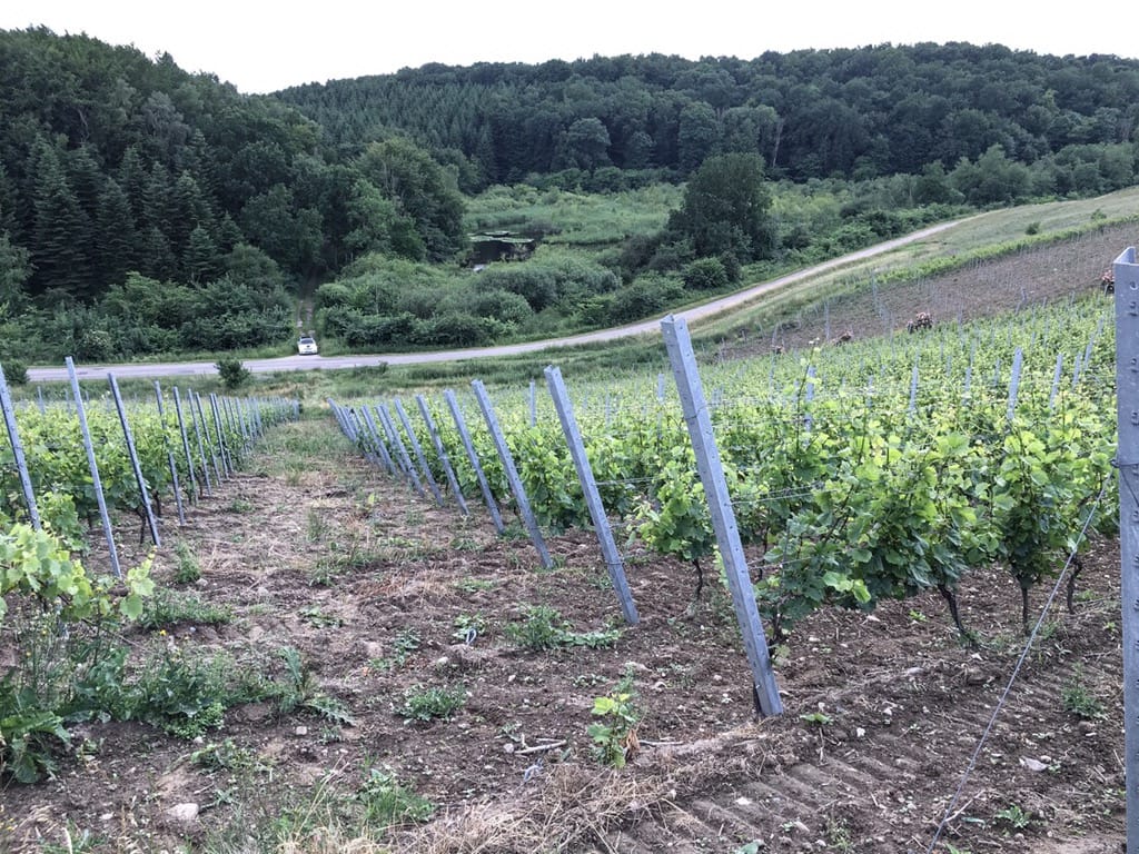 Vinmarker. Vinsmagning i FOF København og Nordsjællands vinklub.