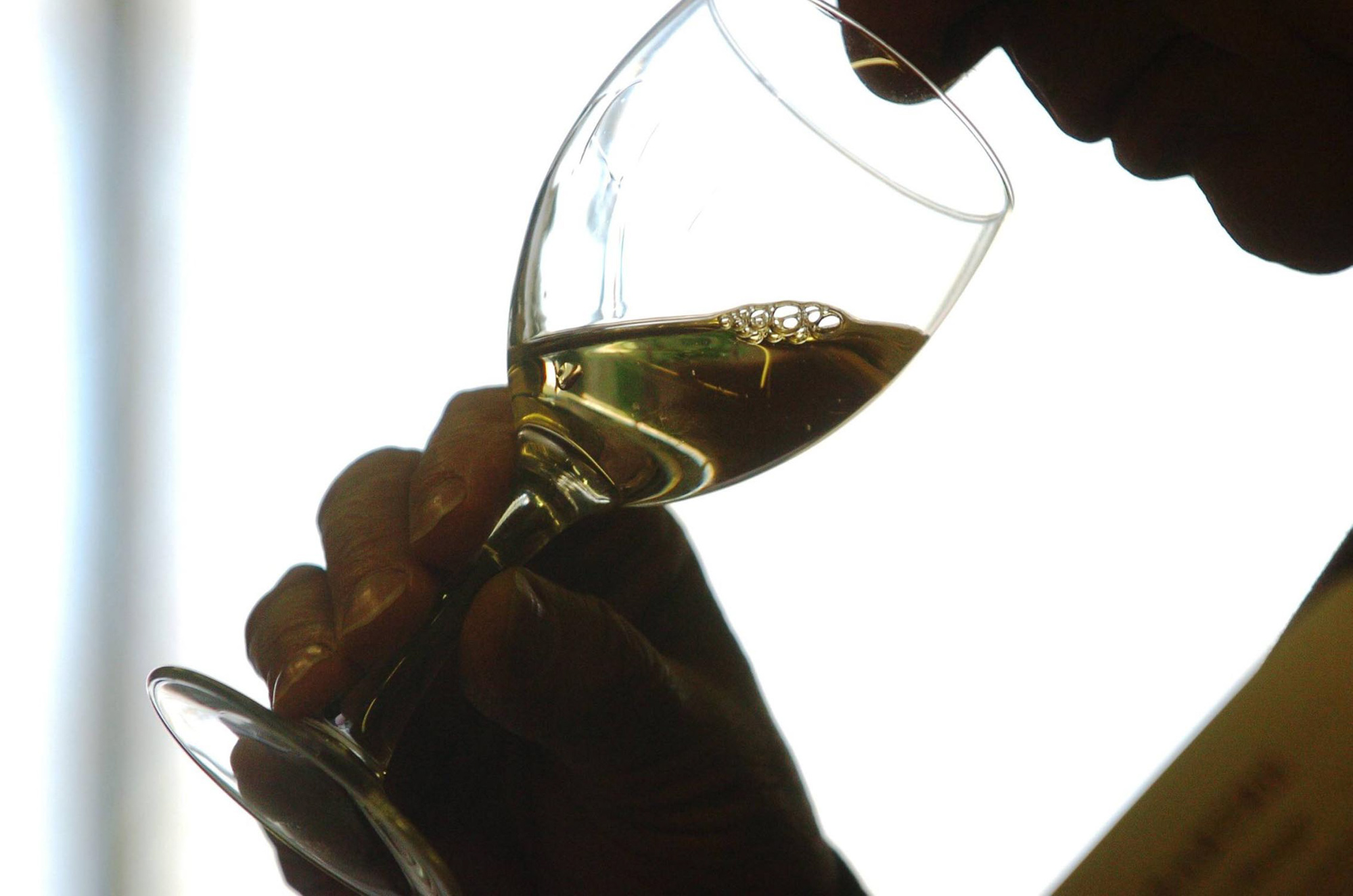 Mand der dufter til et glas hvidvin. Vinsmagning af Østrigs bedste vine med FOF København og Nordsjælland.