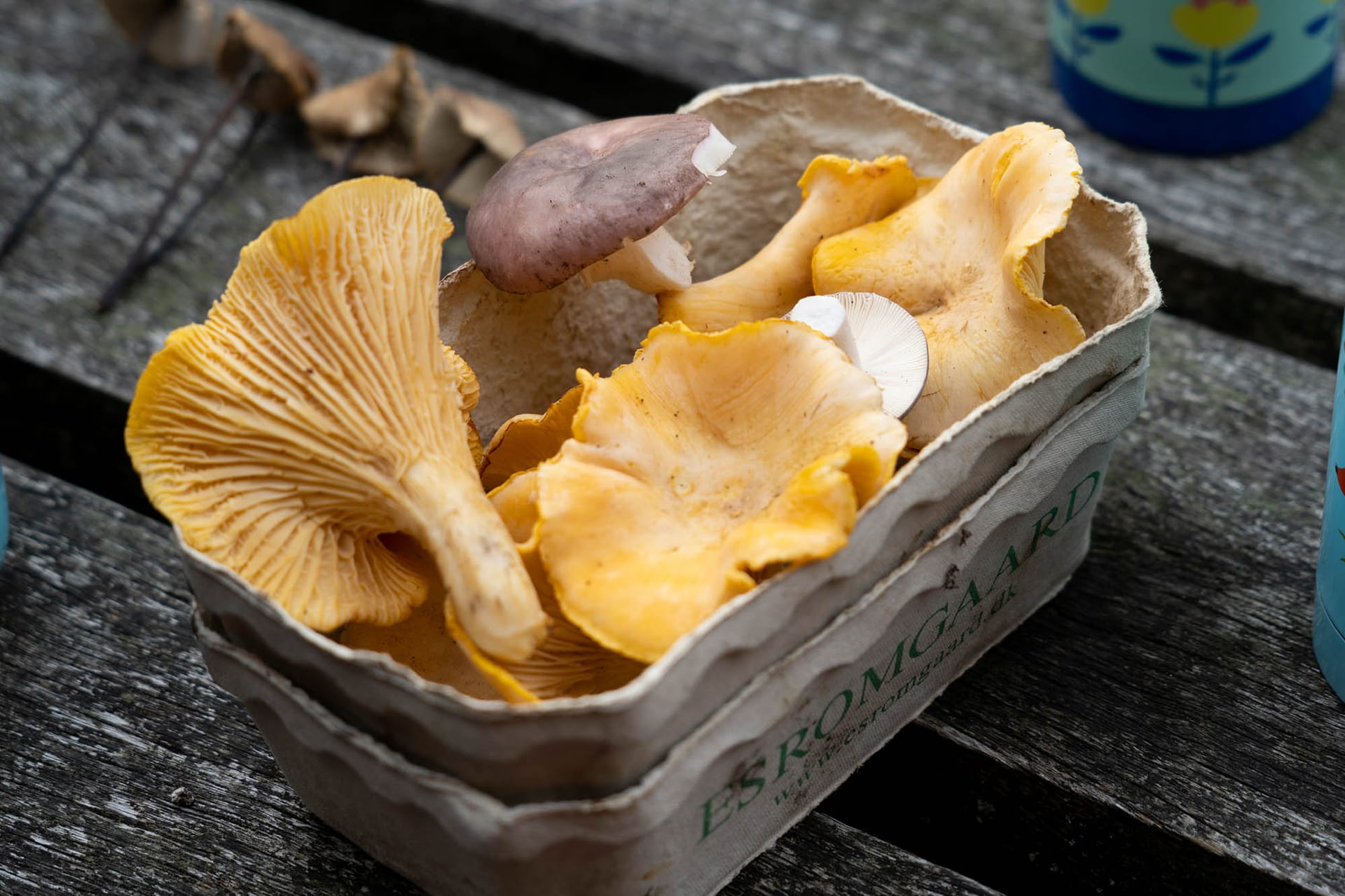 “Deltagere finder svampe i Tokkekøb Hegn på tur med FOF København og Nordsjælland.”