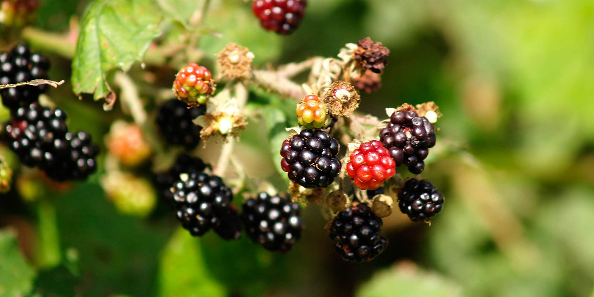 Vilde planter på sanketur i Kongelunden med FOF København og Nordsjælland