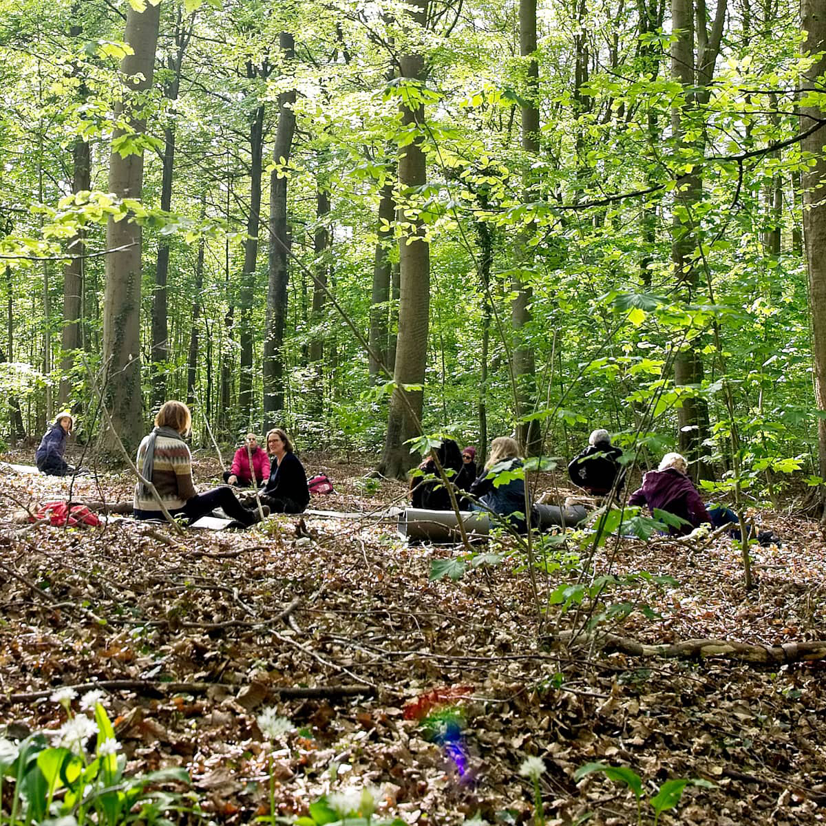 Skumringen, som du kan opleve til "oplev skoven i skumringen" i FOF Aftenskolen Aarhus