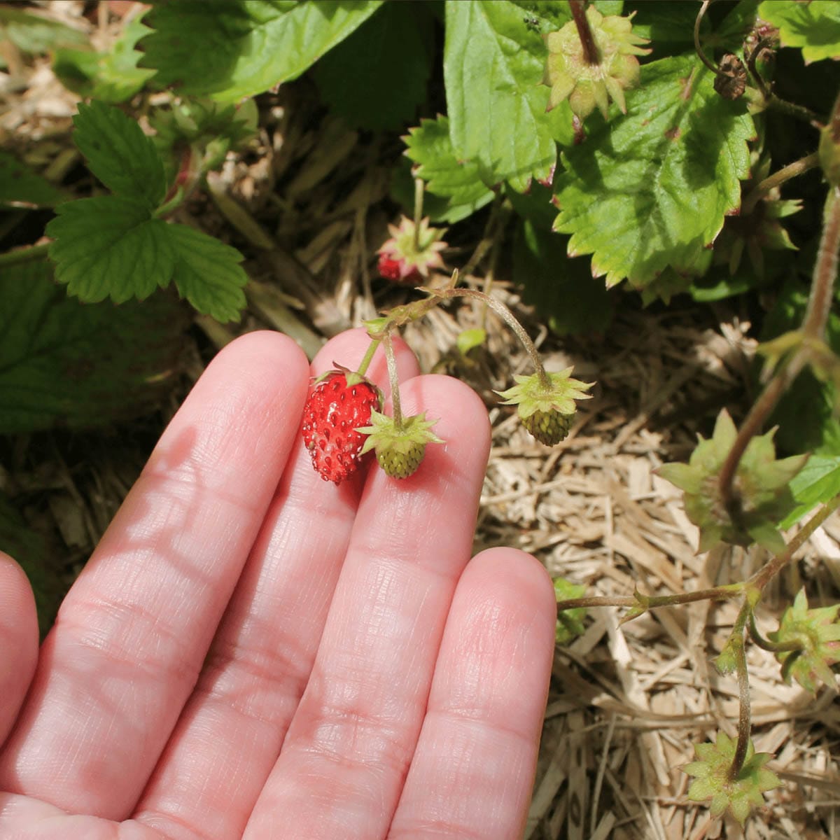 Deltager plukker skovjordbær på sanketur
