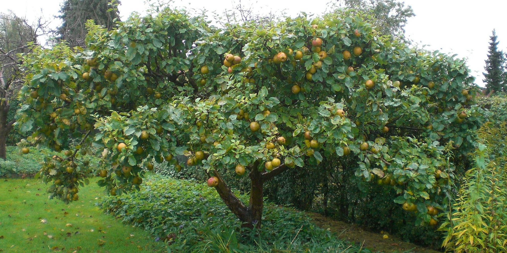 "på kurset lærer du hvordan du beskærer et træ som på billedet"