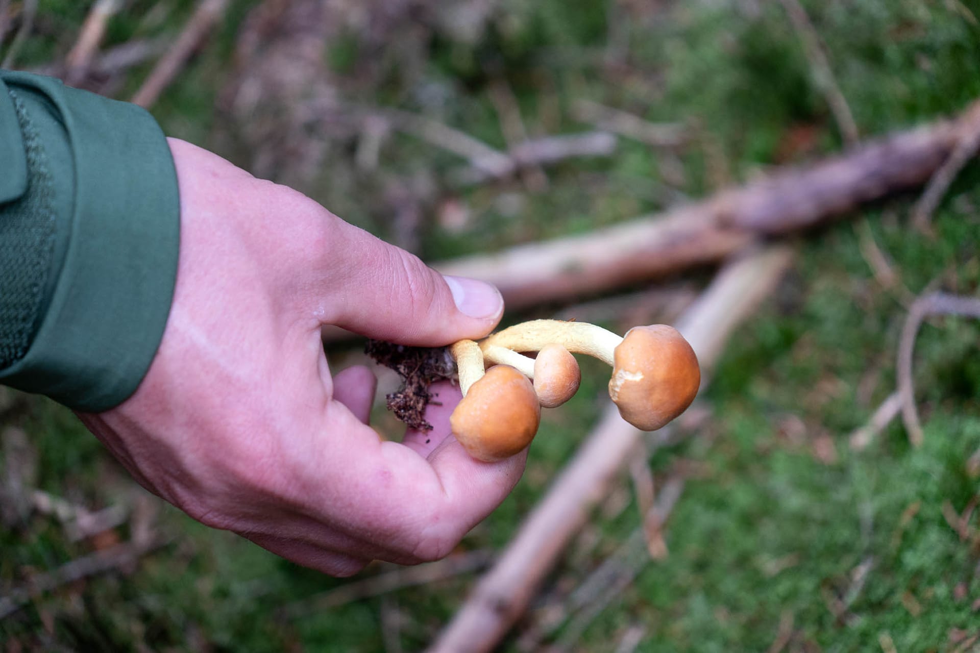 Familie på svampetur i Store Hareskov