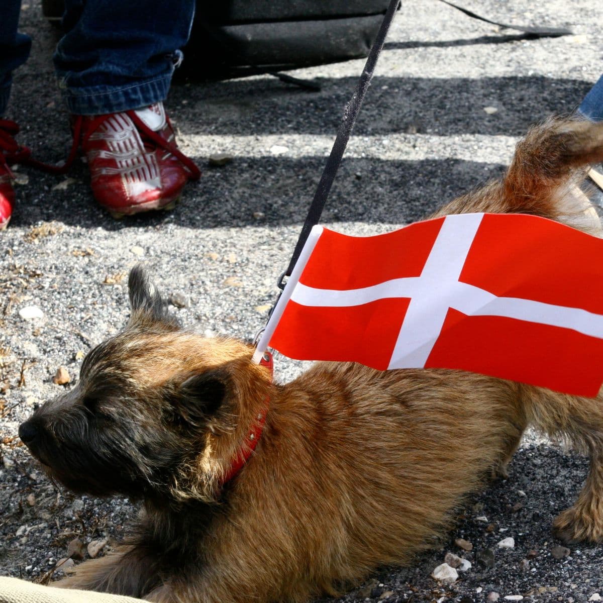 Hund med dansk flag