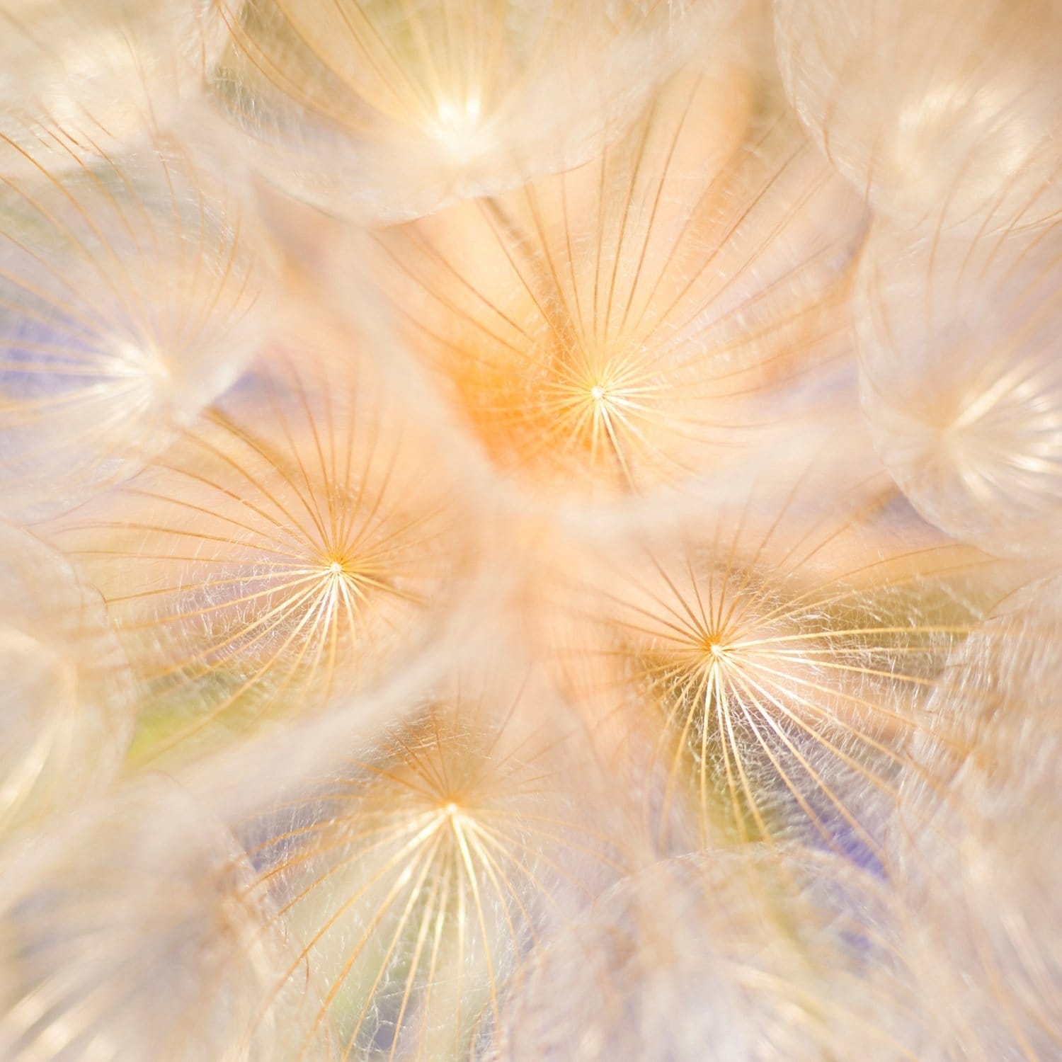 Close-up makrofotografi af mælkebølle i sollys