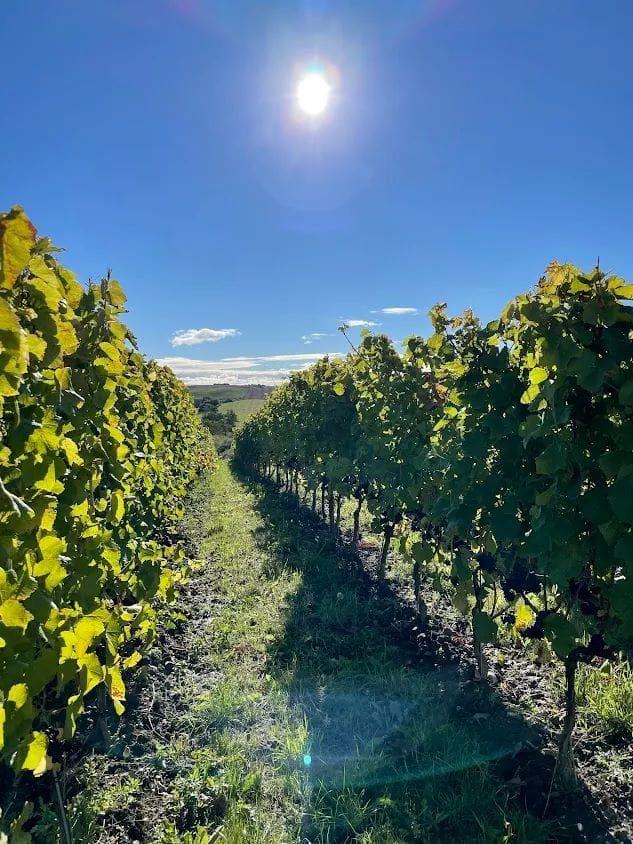 Vinmark Njord i Danmark. Vinsmagning i FOF København og Nordsjællands vinklub