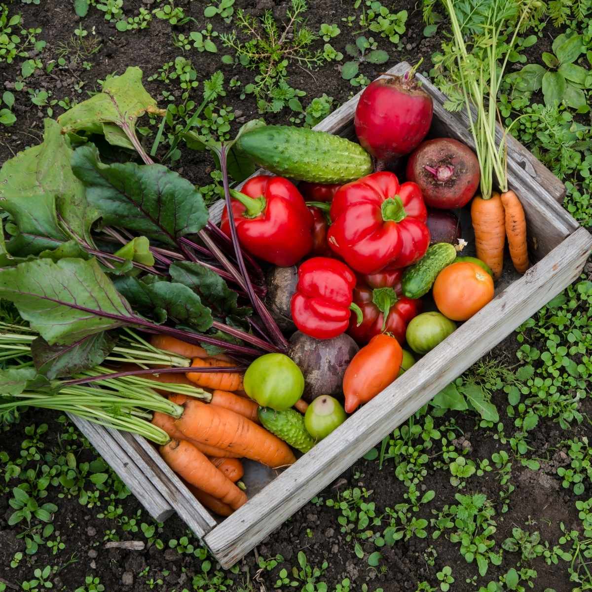 Kasse med grøntsager som gulerødder og peberfrugt | Høstet i køkkenhave | Få succes med din egen køkkenhave efter et kursus i FOF Aarhus.
