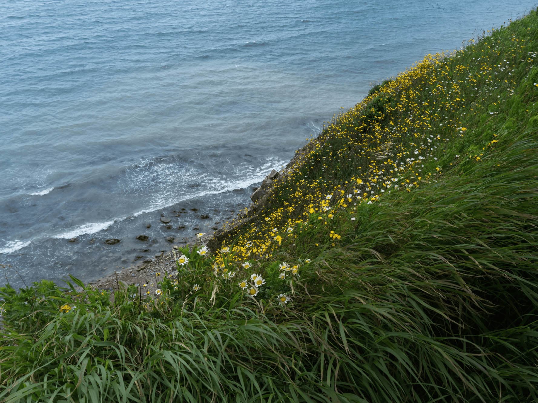 Strandurter, skovurter og tang. Naturvandring med FOF København og Nordsjælland.