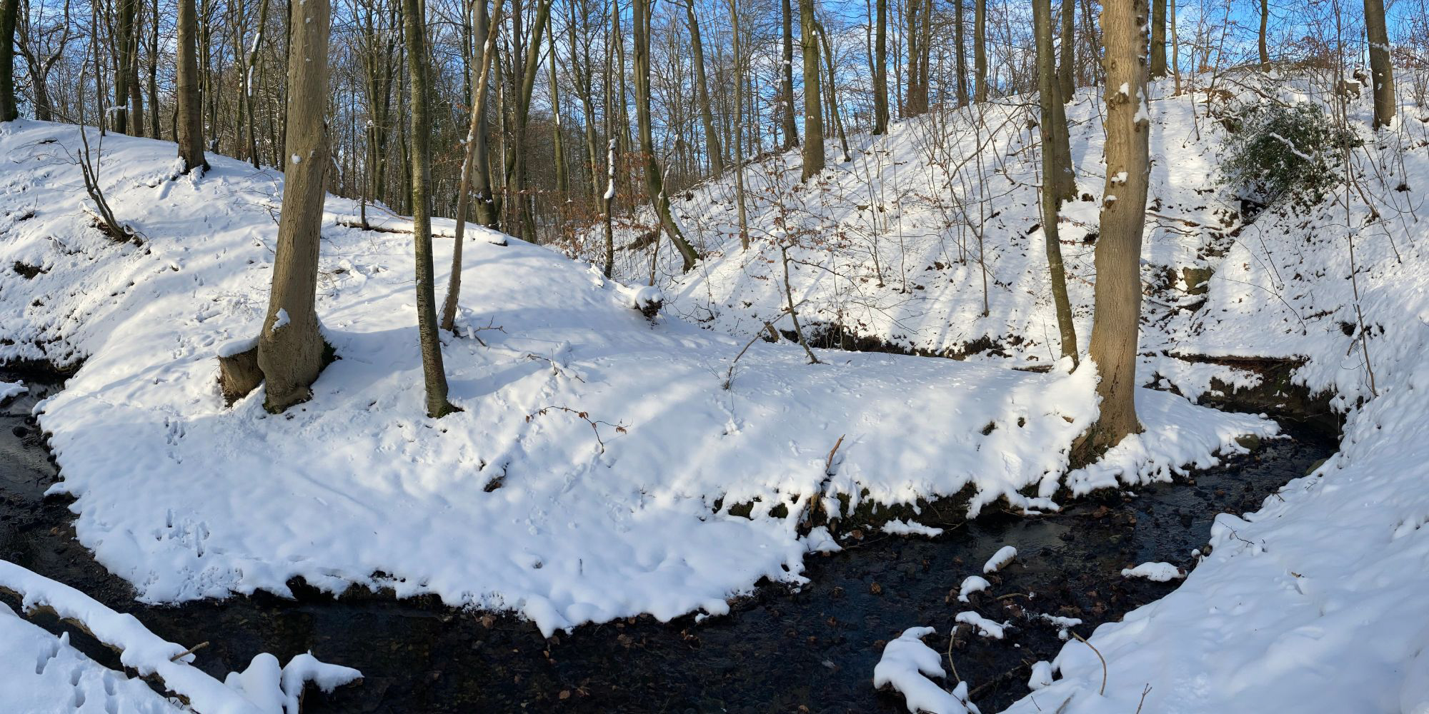 Sne i skoven i sollys