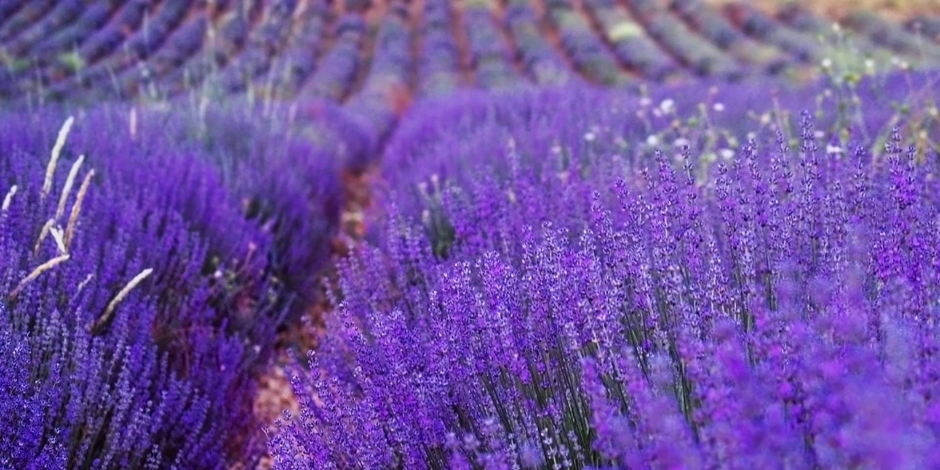 Lavendelmark i Frankrig. Lær fransk på kursus i FOF Aarhus