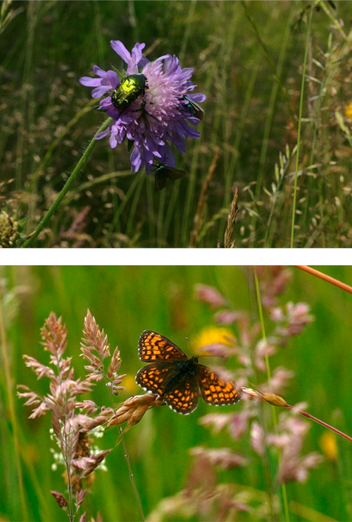 Blomster