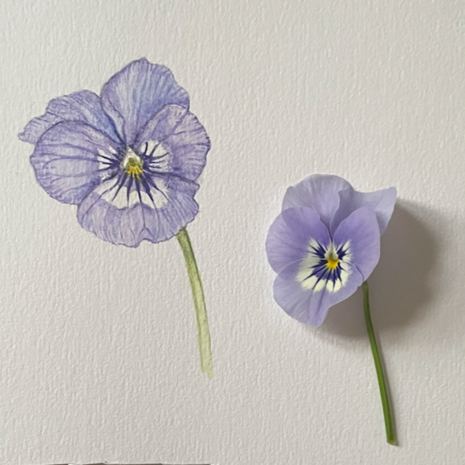 Botanisk-illustration