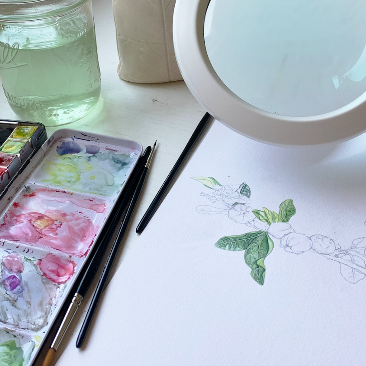 Botanisk-illustration