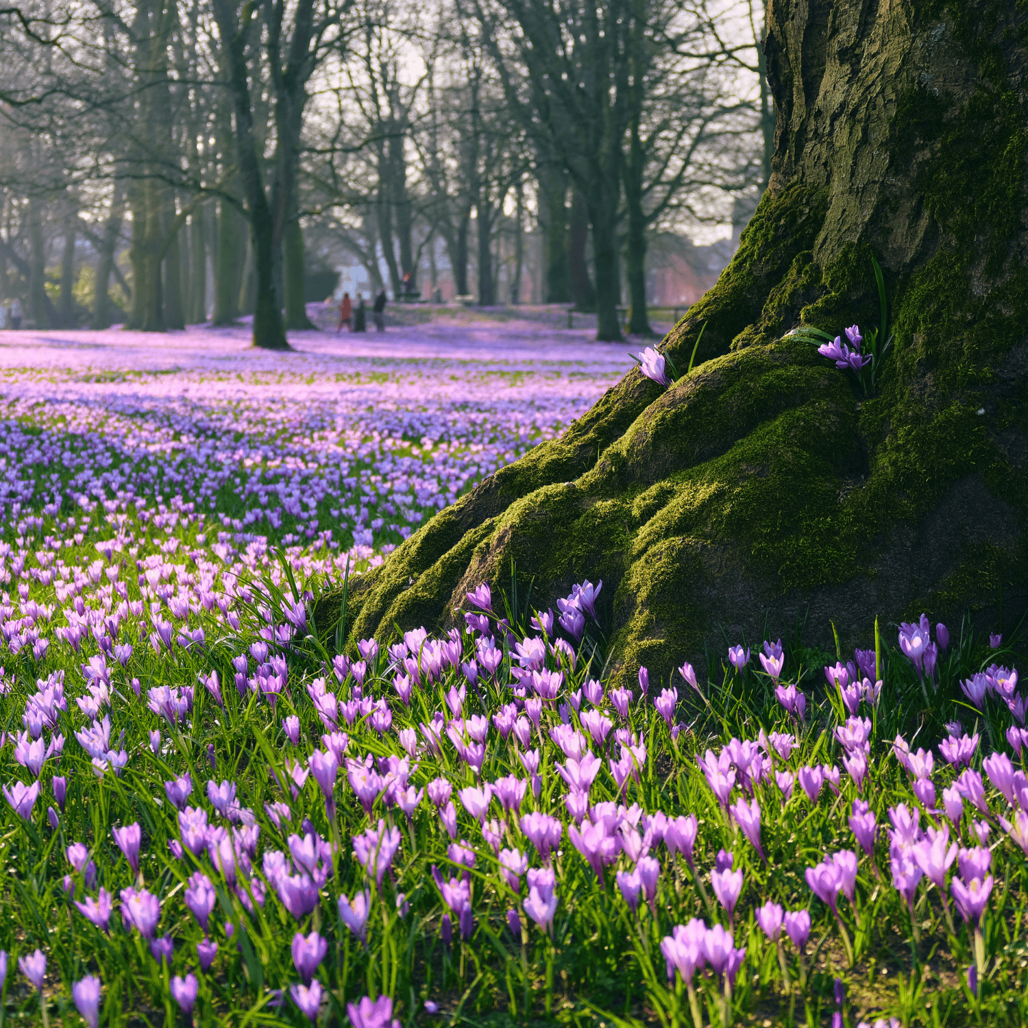 Krokus Husum